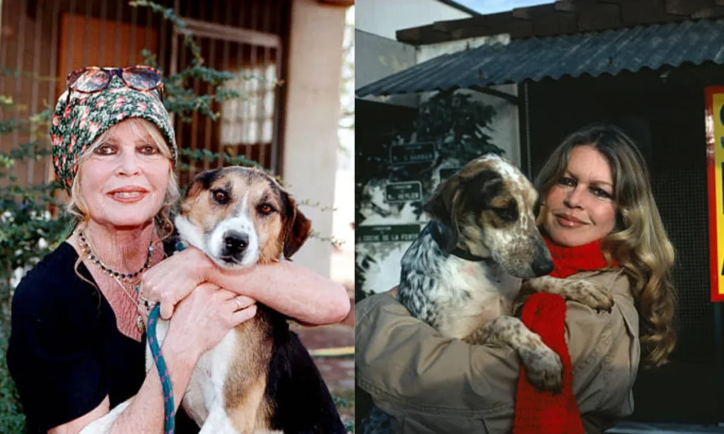 Brigitte Bardot Funeral announcement